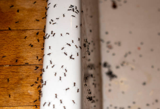 Best Commercial Pest Control Services  in Hazen, AR