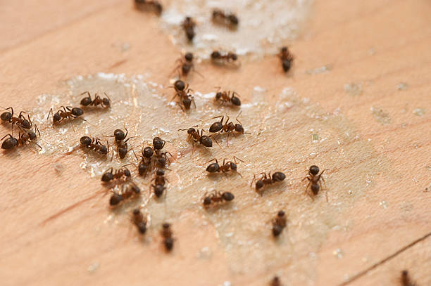  Hazen, AR Pest Control Pros