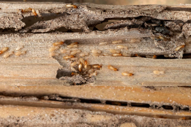 Best Local Pest Control Services  in Hazen, AR