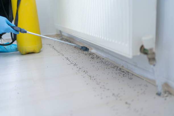 Insect Control in Hazen, AR